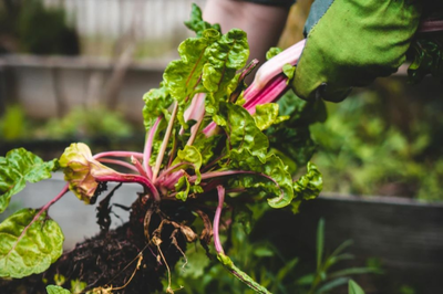 How to grow your own salad